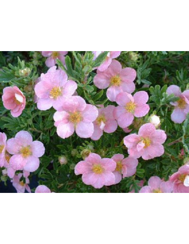 Pięciornik krzewiasty 'Pink Queen' - Potentilla 2L
