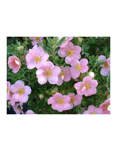 Pięciornik krzewiasty 'Pink Queen' - Potentilla 2L