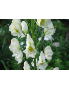 Tojad mocny 'Album' - Aconitum napellus 3L