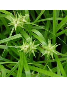 Turzyca Graya - Carex 1L
