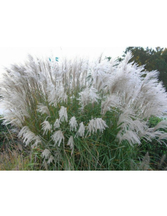 Miskant chiński 'Grosse Fontane' - Miscanthus 2L
