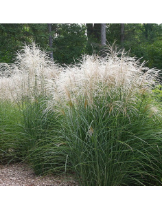 Miskant chiński 'Graziella'  - 2L-  Miscanthus sinensis