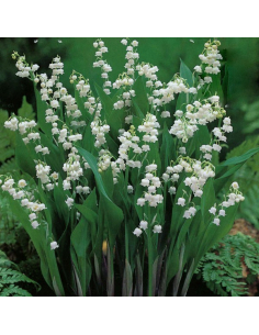 Konwalia majowa - Convallaria majalis P9