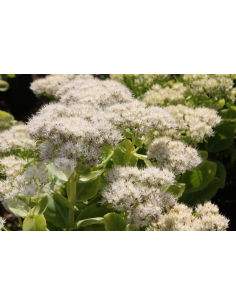 Rozchodnik okazały 'Stardust'  - 1L- Sedum spectabile