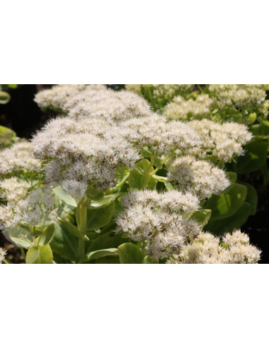 Rozchodnik okazały 'Stardust'  - 1L- Sedum spectabile