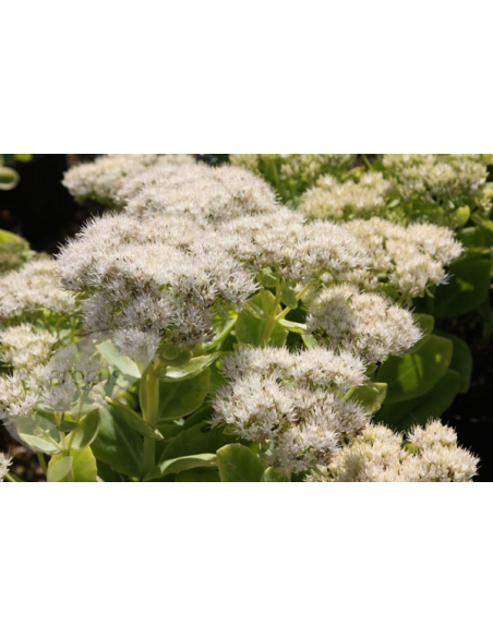 Rozchodnik okazały 'Stardust'  - 1L- Sedum spectabile