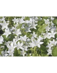 Dzwonek Poszarskiego 'E.H.Frost' - Campanula posch