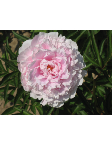 Piwonia chińska 'Lady Alexandra Duff' - Paeonia 3L