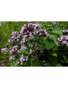 Lebiodka pospolita 'Aureum' - Origanum vulgare - O