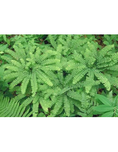 Adiantum stopowate 'Imbricatum' - Sadzonki Paproci | Roślina do Cienia