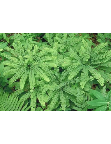 Adiantum stopowate 'Imbricatum' - Sadzonki Paproci | Roślina do Cienia