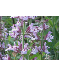 Szałwia lekarska - Salvia officinalis P9