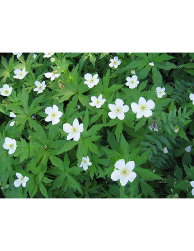 Zawilec kanadyjski - Anemone canadensis  P9