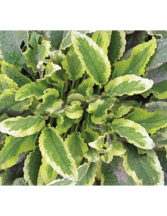Żywokost wielkokwiatowy - Symphytum grandiflorum -