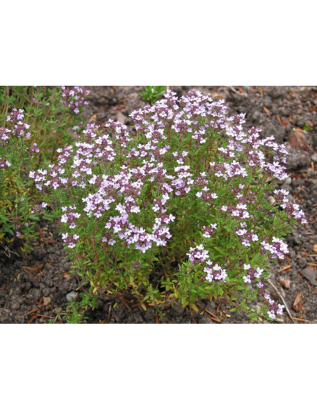 Tymianek zwyczajny - Thymus vulgaris P9