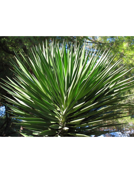 Jukka karolińska - Yucca filamentosa 2L
