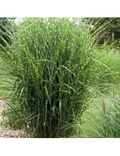 Miskant chiński 'Zebrinus' - Miscanthus sinensis 5
