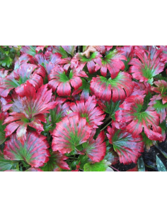 Mukdenia rossi 'Karasuba' 2L