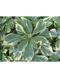 Runianka japońska 'Variegata' p9 - Pachysandra terminalis