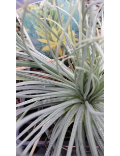 Złotnica żółta - Asphodeline lutea 1L 2