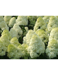 Hortensja bukietowa 'Silver Dollar' 3L