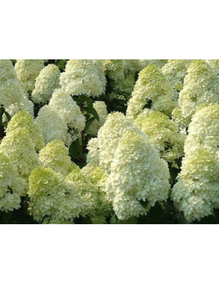 Hortensja bukietowa 'Silver Dollar' 3L