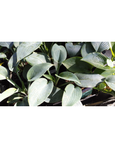 Funkia Tardiana 'Halcyon' - Hosta 2L 2
