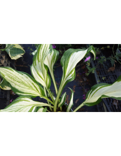 Funkia falista ' Mediovariegata' - Hosta undulata