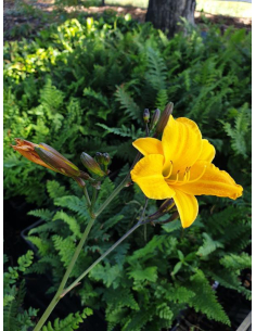 Liliowiec 'Corky' - Hemerocallis 2L