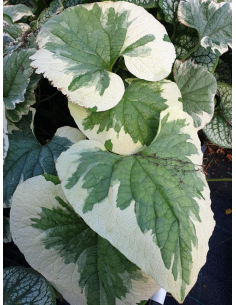 Zbliżenie na duże, sercowate liście brunnery 'Variegata' z szerokim, białym obrzeżeniem.