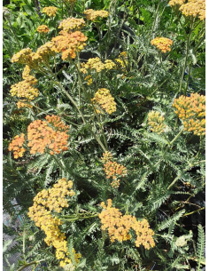 Krwawnik 'Terracotta' - Achillea 1L 2
