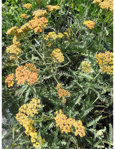 Krwawnik 'Terracotta' - Achillea 1L