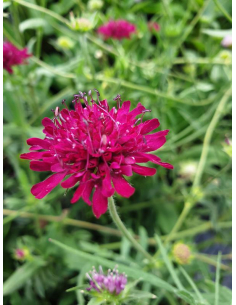 Świerzbnica 'Red Knight' -  Knautia macedonica 3L
