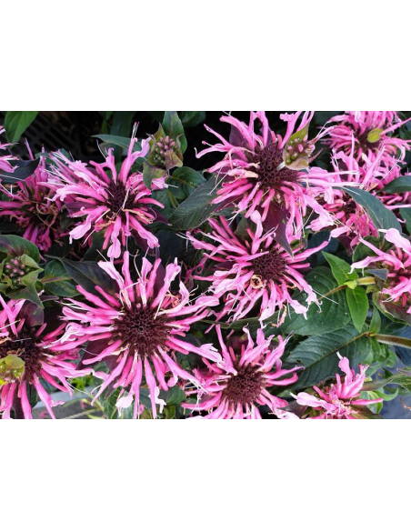 Pysznogłówka 'Fireball' - Monarda 1L