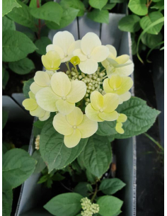Hortensja bukietowa 'Candlelight' 3L 2