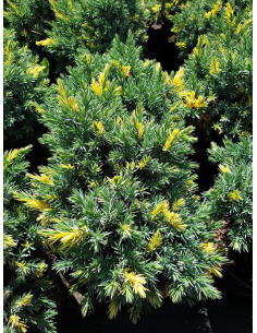 Jałowiec łuskowaty 'Floreant'  - Juniperus 2L 2