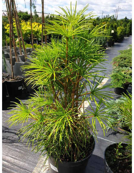Sośnica japońska - Sciadopitys verticillata 3L