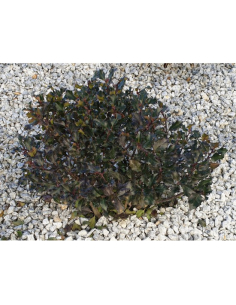 Ostrokrzew Ilex ×meserveae 'Blue Prince' 2