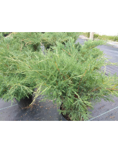 Jałowiec sabiński 'Blue Sparkle' - Juniperus sabin
