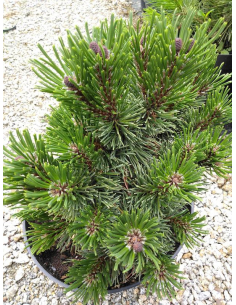 Sosna górska 'Sherwood Compact' - Pinus mugo 2L