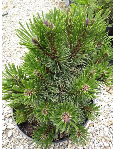 Sosna górska 'Sherwood Compact' - Pinus mugo 2L