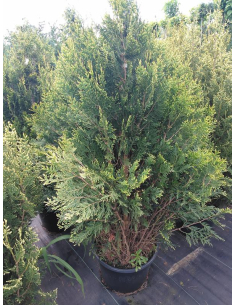 Żywotnik olbrzymi 'Kórnik' - Thuja plicata - 3L