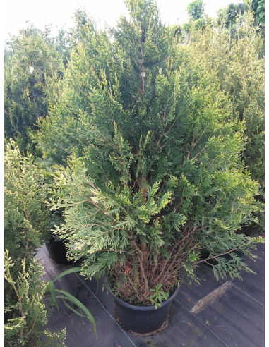 Żywotnik olbrzymi 'Kórnik' - Thuja plicata - 3L