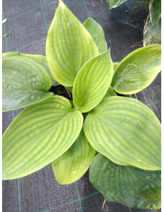 Funkia Siebolda 'Elegans' - Hosta sieboldiana 2L
