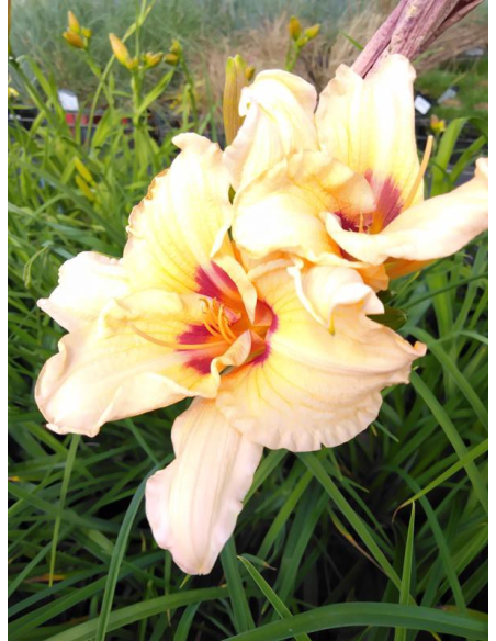 Liliowiec 'Lynn Hall' - Hemerocallis 2L