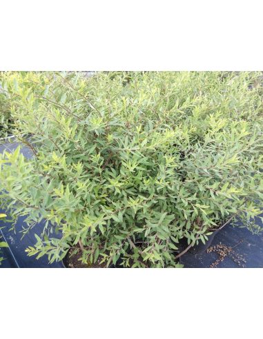 Tawuła szara 'Grefsheim' - Spirea x cinerea 2L