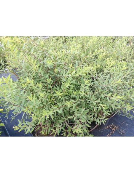 Tawuła szara 'Grefsheim' - Spirea x cinerea 2L