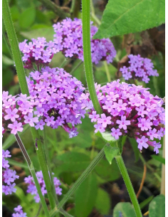 Werbena patagońska -  Verbena 2