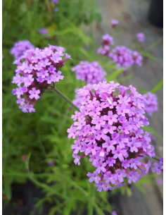 Werbena patagońska -  Verbena