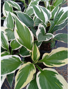 Funkia 'Patriot' - Hosta  2L
